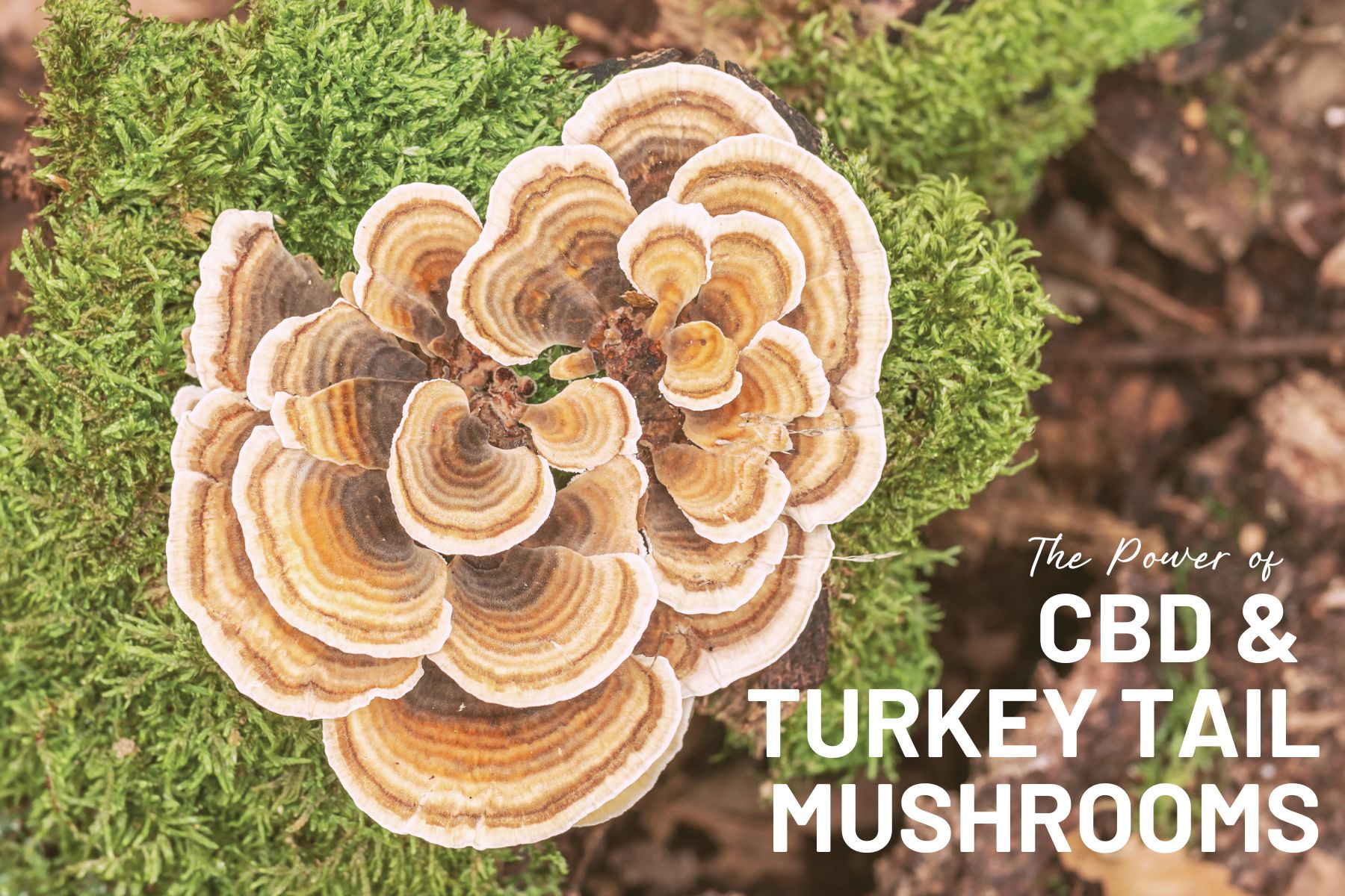 Boost Your Wellness Journey: Unleashing the Power of CBD and Mother Earth’s Turkey Tail Capsules for Optimal Wellness